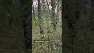 Квартира в лесу!?