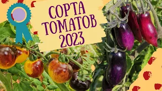 Помидоры 2023. Сорта, которые мне понравились.