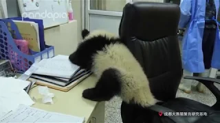 What will happen when a panda cub comes to your office?