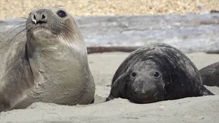 Protection and Conservation of Elephant Seals