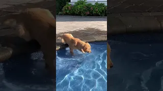 My Dogs First Time Swimming!