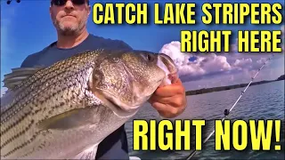 How to Catch Stripers in ALL Freshwater Striped Bass LAKES. Live Bait-SHAD/HERRING #4 Simrad