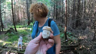 У ЛІСОВІЙ ГЛУШІ!..Знайшли ГРИБНЕ МІСЦЕ!..Масове ГРИБІВ немає, але нам ДОПОМОГ ЛІСОВИЧОК!