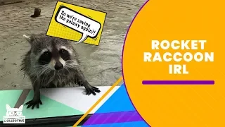 Super Raccoons Compilation | The Pet Collective