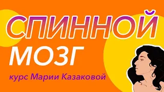 Урок "Спинной мозг и рефлекторная дуга" — ЦТ, ЕГЭ, ЗНО.