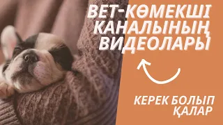 Ящур лечение. Ящур у коров лечение. Аусыл ауруын емдеу. Раносепт. Ашокси. #shorts