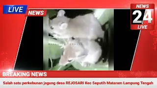 🔴 Misteri Ribuan Tikus Pemakan Jagung || Selain Rakus Tidak Takut Manusia