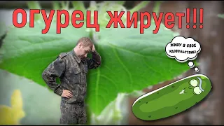 ОГУРЕЦ ЖИРУЕТ!!! КАК ЭТО ЛЕГКО ИСПРАВИТЬ???