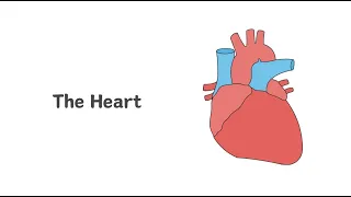 Biology Explained: Circulatory System 1 - Heart (Ep 26)