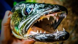 Fish BiologyAnatomy - Understanding The Walleye