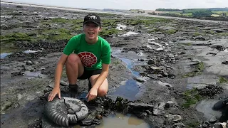 Massive Fossil Ammonite Discovery!