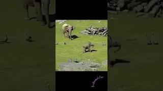 Слонёнок 🐘 испугался сам Себя Funny Elephant 😂 #shorts #tiktokvideo #слоник