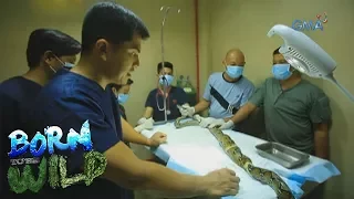 Born to be Wild: How will the team remove a bullet inside a snake's body?