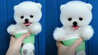 Tik Tok Puppies 🐶 Cute and Funny Dog Videos Compilation 2018