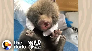 Cutest Little Baby Fox Grows Up And Goes Back To The Wild | The Dodo Wild Hearts