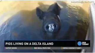 Pigs can fly? Hogs mysteriously appear on island