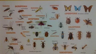 Clasificación de Insectos