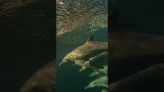 GoPro | Surfing with a Pod of Dolphins 🎬 Anthony Walsh #Shorts