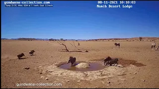 Never captured before: fight of the warthogs!