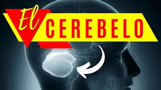 🧠EL CEREBELO (funciones, estructura, enfermedades y lesiones) | NEUROCIENCIA