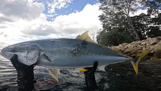 Spearfishing our Backyard of South East Queensland