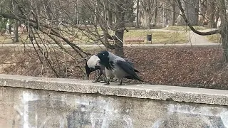 Crows bullying a seagul