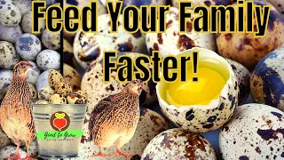 Zero to 365 in JUST 90 Days! | Raising Coturnix Quail Eggs | Guten Yardening