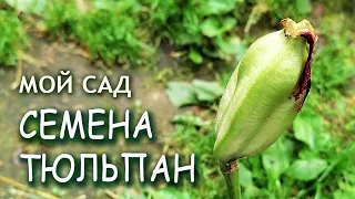 ТЮЛЬПАНЫ КОРОБОЧКА СЕМЕНА размножение