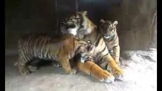 Tiger cubs playing with their father at Burgers' Zoo, Arnhem, The Netherlands