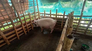 Assamese pig farm#low budget pig farm#pregnant gahori #