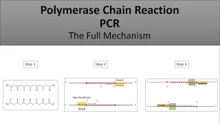 The principle of PCR-Polymerase Chain Reaction, a full and easy explanation