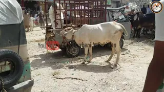 Khatarnak Tareen Bachiya - Gari Se Utarnay K Bad Bachiya Ko Phansi Lag Gayi Phr Dekhain Kia Hoa