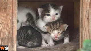 Newborn Kittens Meowing in the Little House That Mom Found for Them