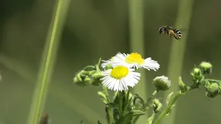 Flower Background Video Effects HD : Bee Flower Chamomile Summer 4K Video