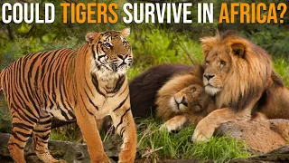 Could Tigers Survive In Africa Among Lions?