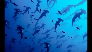 Hammerhead Sharks' Complex Mating Rituals | BBC Earth