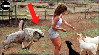 Incredible Animal Moments Caught On Camera #6