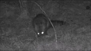 "What Would the Fox Say?" - Game Cam Video of a Fox Shaking Its Head