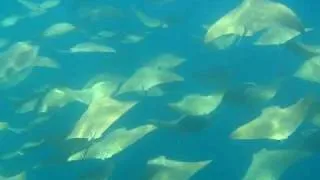 Amazing Stingray Migration