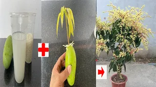 SUPER SPECIAL TECHNIQUE for propagating MANGO with RICE essence, fast growth,super left