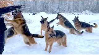 Hike with a huge pack of German Shepherds!