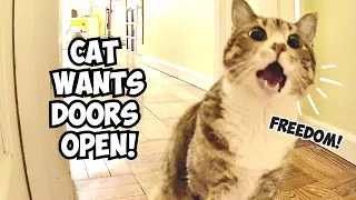 Cat’s hilarious responses to closed doors 🤯