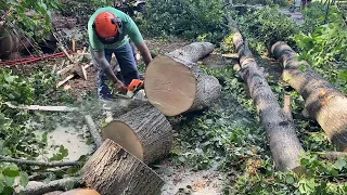 Stihl 044 in action. Linden cutting. Very sharp chain.