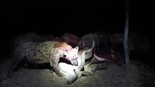 Hyenas eat Kudu alive *not for sensitive viewers*