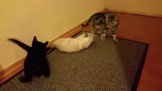 Funny Cats, Cute Kittens, Cute Cats (TRY NOT TO LAUGH) – Auri, Vin & 2-Euro – No.142