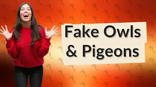 Do fake owls scare pigeons?
