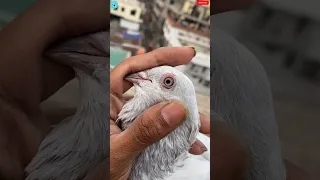 High Flyer Pigeons For Sale 😍 In Cheapest 😱 Price || Kabutar ❣️ Kabootar ki Video 🕊️ || Pigeon Video