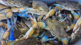 Awsome Time Catching Blue Crab After Blue Crab On A Beautiful Day In Florida!!!