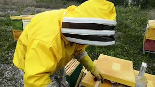 Как отстроить много вощины? Полезно начинающим пчеловодам.