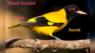 Voice of Black hooded oriole | #oriolbirds